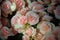 Beautiful pink begonia blooming flowers