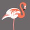 Beautiful pink beige peach Flamingo on a gray background. an exotic bird stands in the water