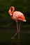 Beautiful pink big bird Caribbean Flamingo, Phoenicopterus ruber, cleaning plumage in dark green water, with evening sun, reed in