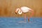 Beautiful pink bir in the water. Greater Flamingo, Phoenicopterus ruber, Nice pink big bird, head in the water, animal in the natu