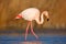 Beautiful pink bird in the water. Greater Flamingo, Phoenicopterus ruber, Nice pink big bird, head in the water, animal in the nat