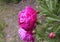 Beautiful pink bloomed peony in the garden