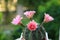 Beautiful pink blooming desert cactus flowers in four directions