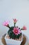 Beautiful pink blooming desert cactus flowers in four directions