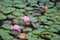 Beautiful pink blooming flowers of nenuphars above the surface of the lake and many leaves floating on the water