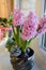 Beautiful pink blooming Hyacinth, three blossoms, bright window pane, indoors