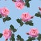 Beautiful pink blooming isolated rose flowers on sky blue background. Vintage seamless floral pattern in vector. Print for fabric