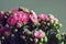 Beautiful pink blooming kalanchoe on a green background. Bright pink little flowers and buds. House plant. Close-up macro