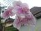 Beautiful pink blooming orchids in the yard