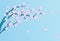 Beautiful pink blooming sakura tree on blue background