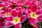 Beautiful pink blooming tulips curly. Keukenhof Flower Park