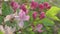 Beautiful pink blossom bush. Macro footage. Sunny day