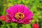 Beautiful pink blossom - probably of a Zinnia or Cosmos plant