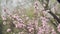 Beautiful Pink Blossoming Peach Flowers on the Garden Tree Branch in The Spring, Selective Focus with Handheld Camera