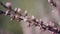 Beautiful Pink Blossoming Peach Flowers on the Garden Tree Branch in The Spring, Selective Focus with Handheld Camera