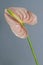 Beautiful pink blossoming single Anthurium flower on gray background, close-up view