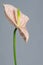 Beautiful pink blossoming single Anthurium flower on gray background, close-up view