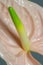 Beautiful pink blossoming single Anthurium flower on gray background, close-up view