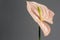 Beautiful pink blossoming single Anthurium flower on gray background, close-up view