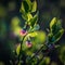 Beautiful pink blueberry flowers in spring. Natural spring scenery in forest. Sunny day, shallow focus.