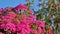 Beautiful pink bougainvillea in Crete