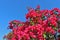 Beautiful pink bougainvillea in Crete