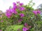 Beautiful pink Bougainvillea flower in a summer day
