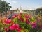 Beautiful pink Bougainvillea flower with the view of Victory Monument at the center of a traffic circle at the intersection.