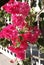 Beautiful pink Bougainvillea flowers