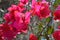 Beautiful pink bougainvillea flowers closeup. Vivid colors and green leaf background