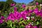 Beautiful pink bougainvillea flowers closeup. Vivid colors and green leaf background