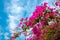 Beautiful pink bougainvillea flowers with cloudy blue sky