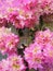 Beautiful pink bougainvillea ornamental flowers in home garden.