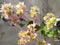 Beautiful pink bougainvillea ornamental flowers in home garden.