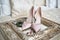 Beautiful pink bride shoes on high heels and peacock feather on vintage mirror on bed, copy space. Luxury bridal accessories.