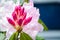 Beautiful pink buds of Azalea Flowers in a spring season at a botanical garden.