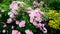 Beautiful pink bush roses in a summer garden.