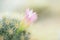 Beautiful pink cactus blooming as background