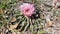 Beautiful Pink Cactus Flower Growing on Small Cactus