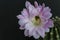 Beautiful pink cactus flower with waterdrops