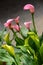 Beautiful pink cala lily arrangement