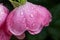 beautiful pink camelot rose with dew drops, condition after watering flowers in the garden, after rain