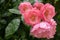 beautiful pink camelot rose with dew drops, condition after watering flowers in the garden, after rain