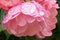 beautiful pink camelot rose with dew drops, condition after watering flowers in the garden, after rain