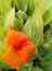 Beautiful pink canna lily flower sparkling with water droplet.