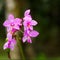 Beautiful Pink Caribbean Orchid Blooms