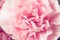 Beautiful pink carnation macro close-up. Beautiful soft blurred rose-colorednbackground. Gentle and romantic pink color