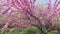 Beautiful pink cherry blossom tree in its full bloom in spring