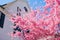 Beautiful Pink Cherry Blossom Tree next to a White Home during Spring in Astoria Queens New York