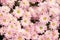 Beautiful pink chrysanthemum Dendranthemum grandifflora flower